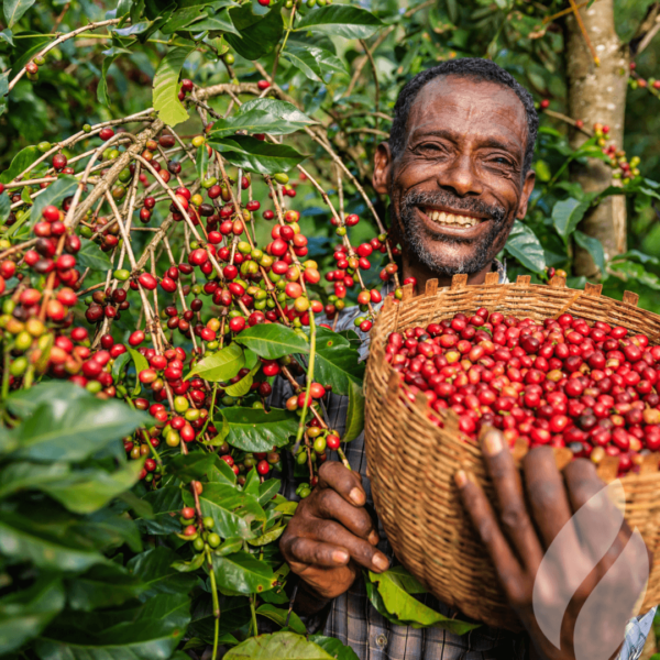 etiopija kava
