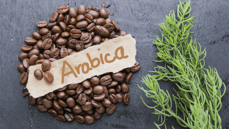 arabika