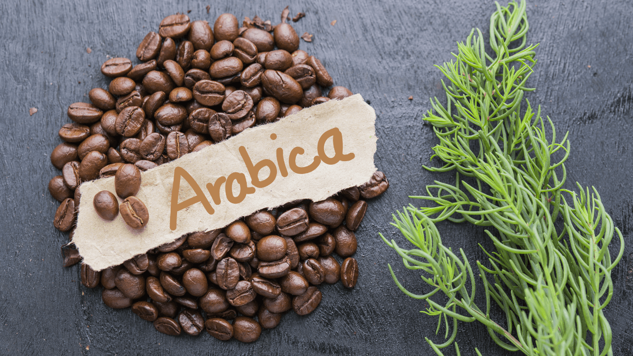 arabika