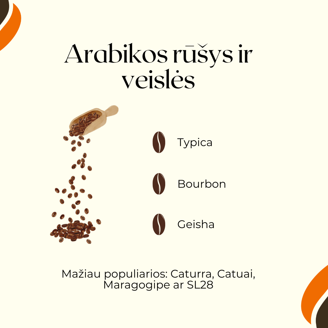 arabikos rusys ir veisles