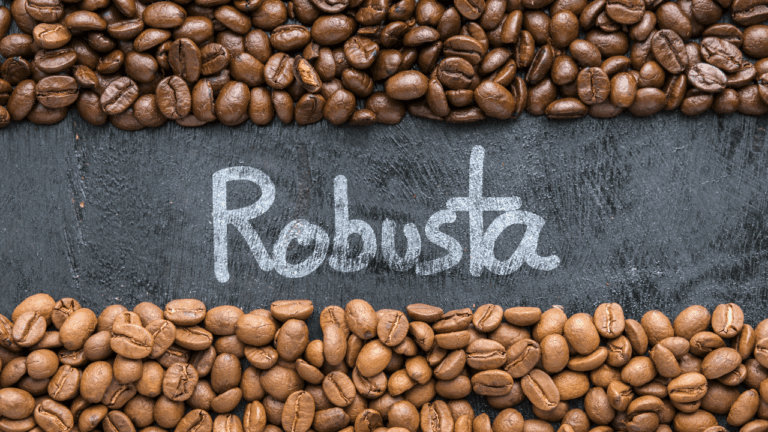 robusta