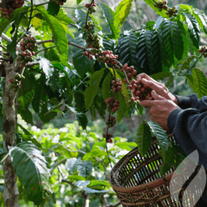 Kava Uganda Clarke Farm